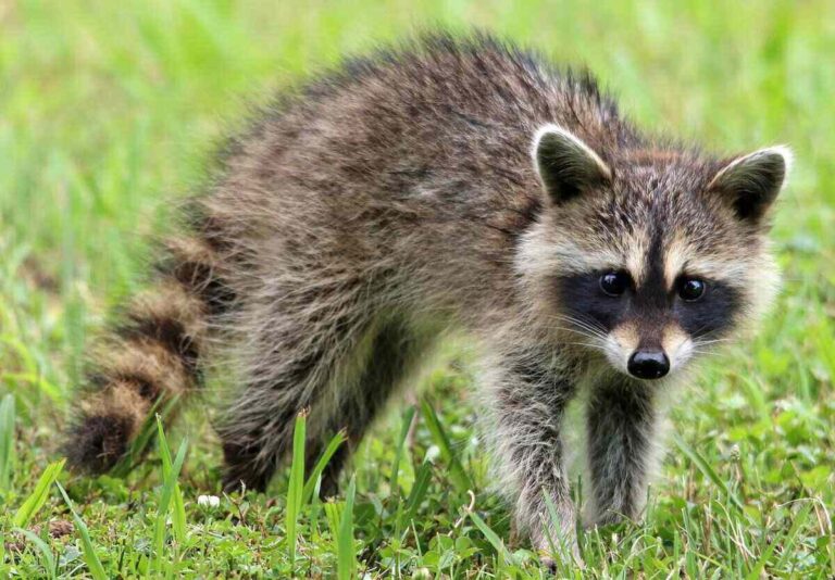 Natural and Humane Ways to Get Rid of Raccoons Safely